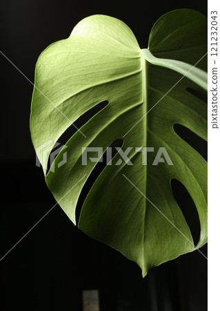 Green Monstera stands out against the green leaves Green Monstera stands out against the green leaves 121232043