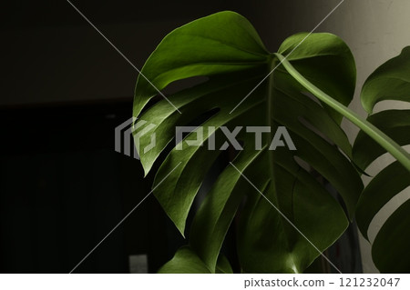 Green Monstera stands out against the green leaves 121232047