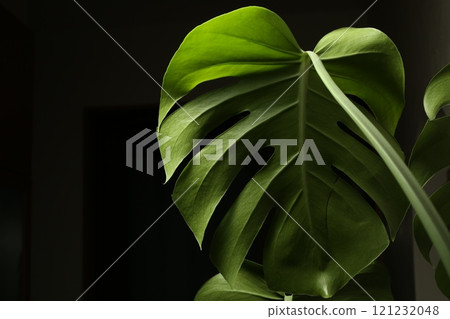 Green Monstera stands out against the green leaves 121232048