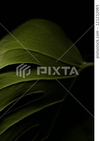 Green Monstera stands out against the green leaves Green Monstera stands out against the green leaves 121232065