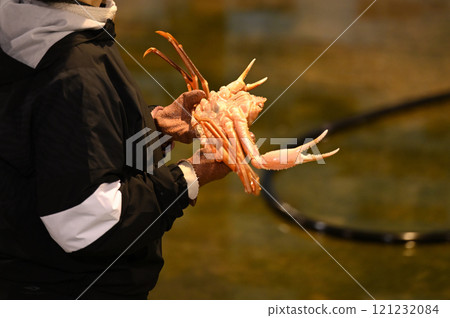 Snow crab from Toyama 121232084