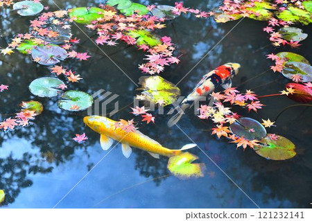 Nanzenji Temple - Autumn leaves at Tenjuan and Nishikigoi carp swimming in the strolling pond garden 121232141