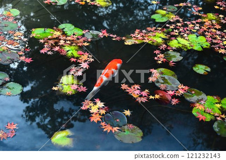 Nanzenji Temple - Autumn leaves at Tenjuan and Nishikigoi carp swimming in the strolling pond garden 121232143