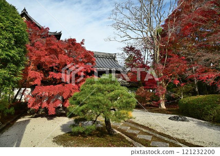 南禪寺天壽庵的秋葉和在池塘花園裡游泳的錦鯉 南禪寺天壽庵的秋葉和在池塘花園裡游泳的錦鯉 121232200