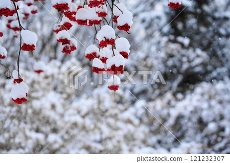 snow on red berries snow on red berries 121232307