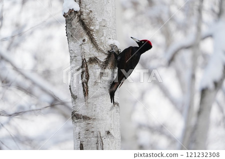 Black woodpecker perched on a tree in the snow 121232308