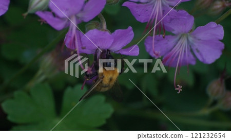 A tiger bumblebee sucking nectar from a geranium dalmaticum 121232654