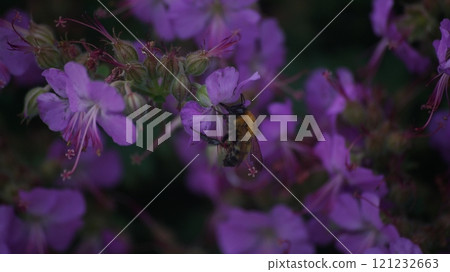 A tiger bumblebee sucking nectar from a geranium dalmaticum 121232663
