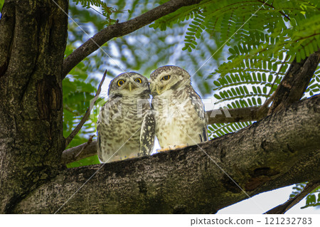 A couple of  spotted owlet perching on branch of tree in the park. 121232783