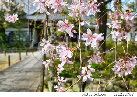 Beautiful weeping cherry blossoms at Johinrendaiji Temple (Kita Ward, Kyoto City, Kyoto Prefecture) 121232798