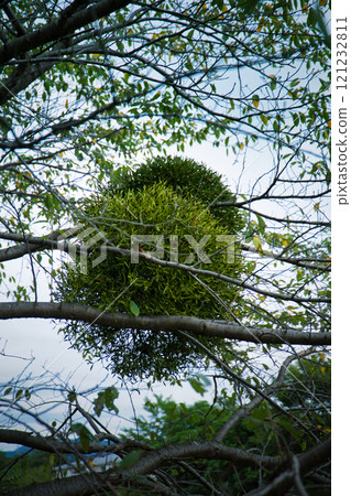 Green round mistletoe growing on a tree 121232811