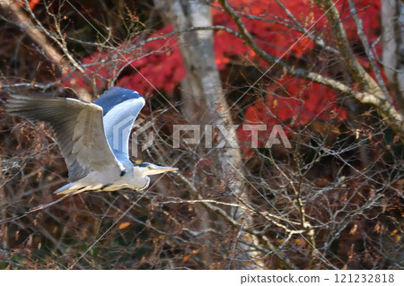 Gray heron Gray heron 121232818