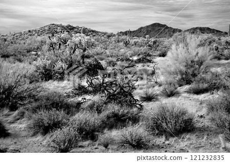 Sonora Desert Arizona in Infrared Sonora Desert Arizona in Infrared 121232835