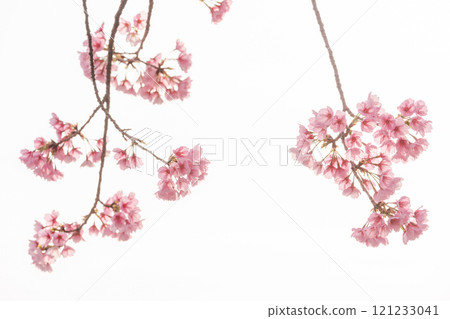 Early blooming cherry tree Early blooming cherry tree 121233041
