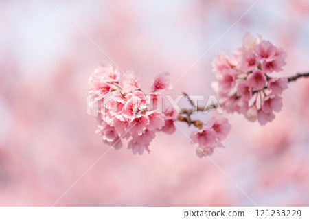 Early blooming cherry tree 121233229