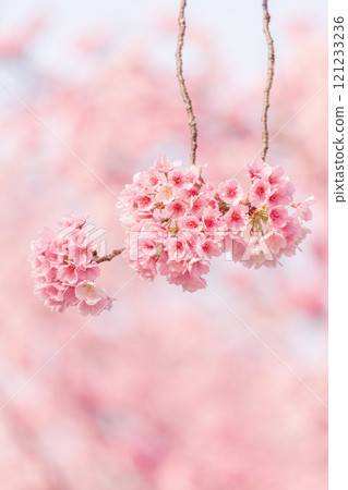 Early blooming cherry tree 121233236