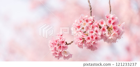 Early blooming cherry tree 121233237