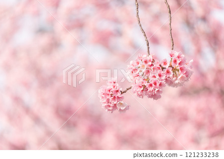 Early blooming cherry tree Early blooming cherry tree 121233238