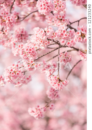 Early blooming cherry tree Early blooming cherry tree 121233240