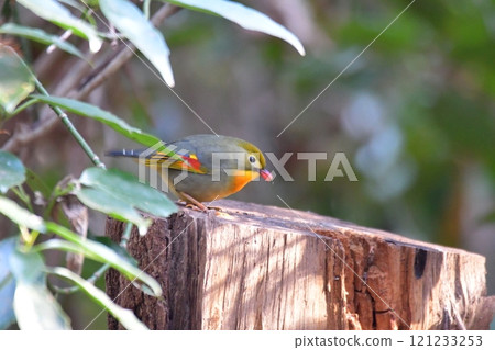 紅嘴相思鳥 紅嘴相思鳥 121233253