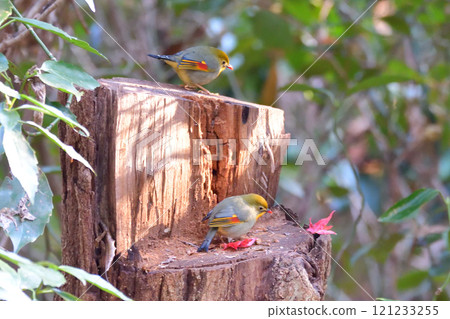 紅嘴相思鳥 121233255