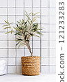 Young olive tree near tile wall in bathroom. 121233283