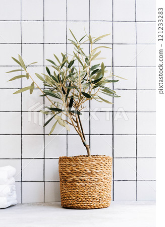 Young olive tree near tile wall in bathroom. 121233283