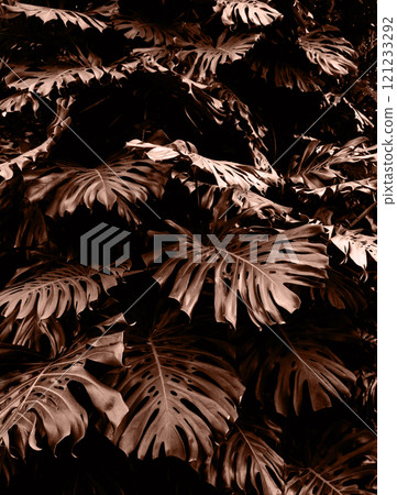 Vibrant close-up of lush monstera leaves in a tropical forest. Demonstrating color of 2025 year Vibrant close-up of lush monstera leaves in a tropical forest. Demonstrating color of 2025 year 121233292