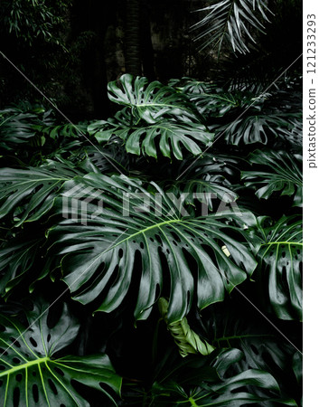A vibrant close-up of lush green monstera leaves in a tropical forest 121233293