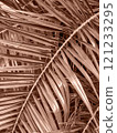 Palm leaves background. Demonstrating color of 2025 year 121233295