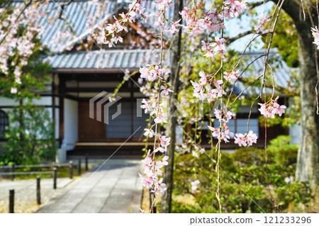 Beautiful weeping cherry blossoms at Johinrendaiji Temple (Kita Ward, Kyoto City, Kyoto Prefecture) Beautiful weeping cherry blossoms at Johinrendaiji Temple (Kita Ward, Kyoto City, Kyoto Prefecture) 121233296