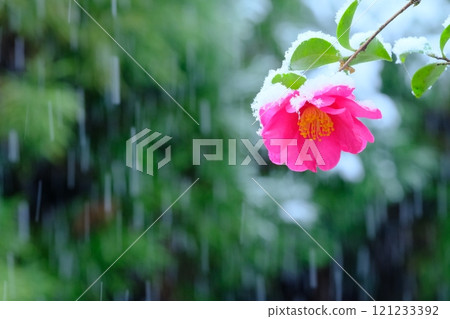 雪和山花 121233392