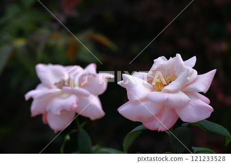 花的女王 花的女王 121233528