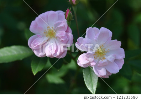 Queen of flowers Queen of flowers 121233580