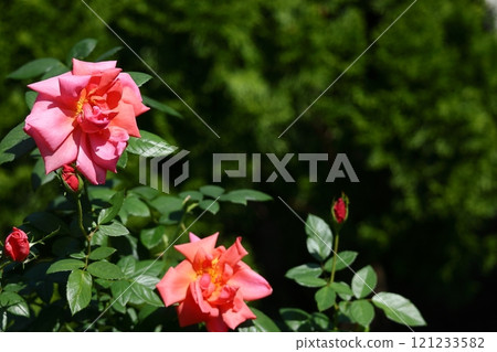 Queen of flowers Queen of flowers 121233582