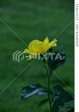 花的女王 121233612