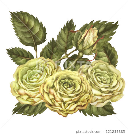 Floral bouquet of three yellow roses with buds, green leaves, isolated on a white background. Watercolor botanical illustration template for wedding, birthday, Valentine's day, poster, card, stickers 121233885