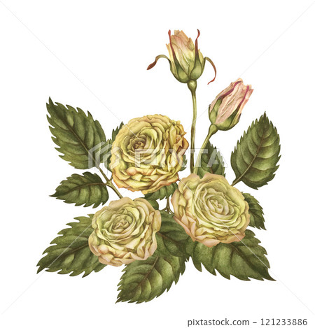 Floral bouquet of three yellow roses with buds, green leaves, isolated on a white background. Watercolor botanical illustration template for wedding, birthday, Valentine's day, poster, card, stickers 121233886