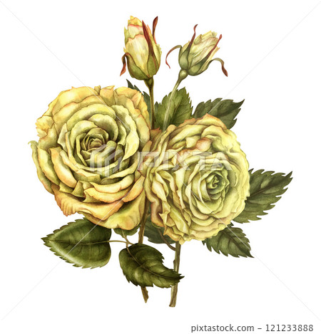 Two yellow roses with buds, green leaves in a bouquet, isolated on a white background. Watercolor botanical illustration template for wedding, birthday, Valentine's day, poster, postcard, stickers 121233888