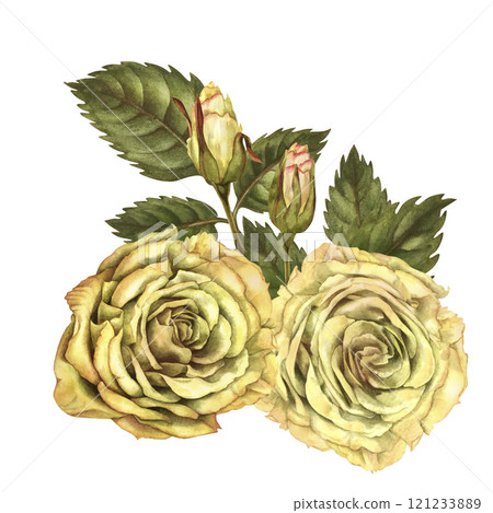 Bouquet of two yellow roses with buds, green leaves isolated on a white background. Watercolor botanical illustration template for wedding, birthday, Valentine's day, poster, postcard, stickers 121233889