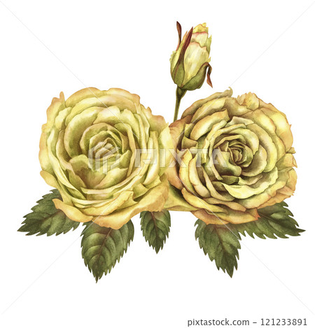 Bouquet of two yellow roses with buds, green leaves isolated on a white background. Watercolor botanical illustration template for wedding, birthday, Valentine's day, poster, postcard, stickers Bouquet of two yellow roses with buds, green leaves isolated on a white background. Watercolor botanical illustration template for wedding, birthday, Valentine's day, poster, postcard, stickers 121233891