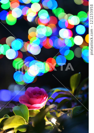 Rose of the night 121233958