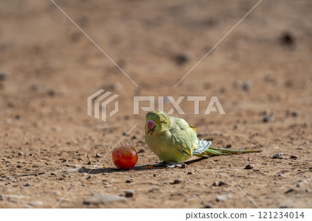Rose ringed parakeet or ring necked parakeet or Psittacula krameri eating tomato with face expression in winter season safari at keoladeo national park forest bharatpur bird sanctuary rajasthan india Rose ringed parakeet or ring necked parakeet or Psittacula krameri eating tomato with face expression in winter season safari at keoladeo national park forest bharatpur bird sanctuary rajasthan india 121234014
