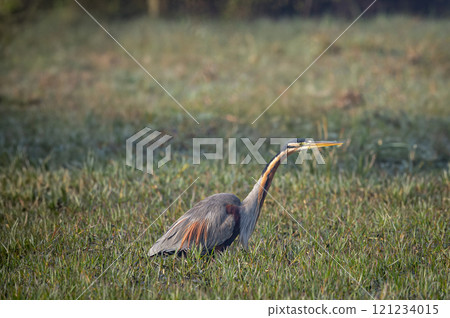 Purple heron or Ardea purpurea wading bird in keoladeo national park forest bharatpur bird sanctuary rajasthan india in shallow water wetland and during cold winter season migration Purple heron or Ardea purpurea wading bird in keoladeo national park forest bharatpur bird sanctuary rajasthan india in shallow water wetland and during cold winter season migration 121234015
