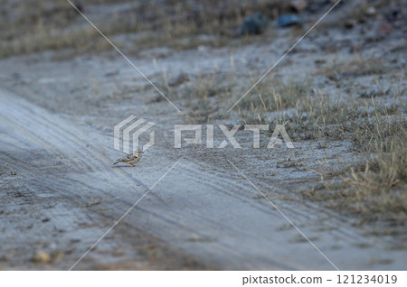 Crested lark or Galerida cristata bird on ground or forest trail during winter season safari at Tal Chhapar Sanctuary churu Rajasthan India 121234019