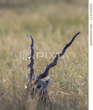 wild male blackbuck or antilope cervicapra or indian antelope long spiraled horns details closeup at Blackbuck National Park tal chhapar rajasthan india asia. shy blackbuck camouflaged in grassland 121234020