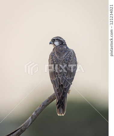 Laggar falcon or Falco jugger an angry and migratory bird Sitting on perch with green background during winter morning in an open grass field of tal chhapar blackbuck sanctuary rajasthan india asia 121234021