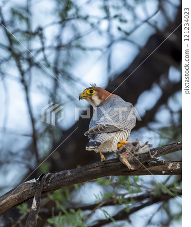Red necked falcon or Falco chicquera bird of prey closeup in action perched on branch of a tree after hunt with crested lark bird kill in claws at tal chhapar blackbuck sanctuary rajasthan india asia Red necked falcon or Falco chicquera bird of prey closeup in action perched on branch of a tree after hunt with crested lark bird kill in claws at tal chhapar blackbuck sanctuary rajasthan india asia 121234023