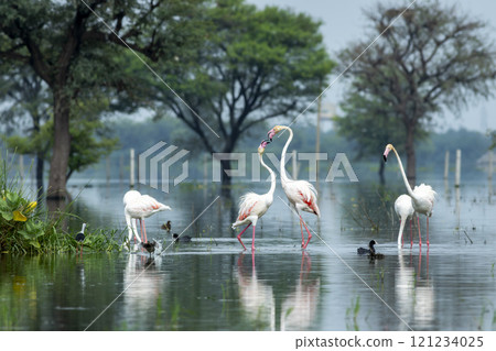 nature scenery natural painting by Greater flamingo or Phoenicopterus roseus flock or flamingos family in winter season migration Keoladeo National Park forest Bharatpur bird sanctuary rajasthan india 121234025