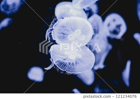 Jellyfish 121234076